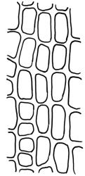 Holodontium strictum, lower laminal cells. Drawn from P. Child s.n., 26 Jan. 1972, CHR 422913.
 Image: R.C. Wagstaff © Landcare Research 2018 CC BY 3.0 NZ